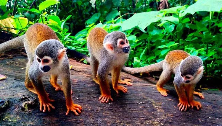 monkeys-in-leticia-amazonas
